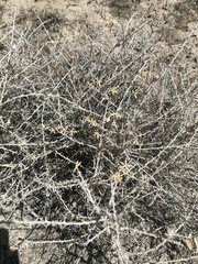 Tetradymia spinosa