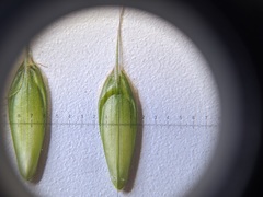 Bromus commutatus