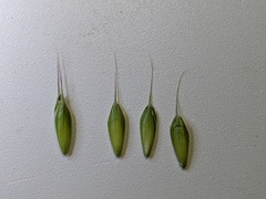Bromus commutatus