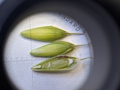 Bromus commutatus