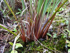 Dianella nigra