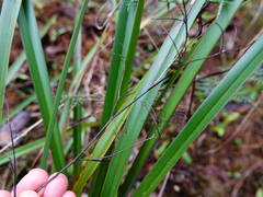 Dianella nigra