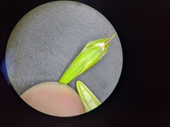 Bromus commutatus