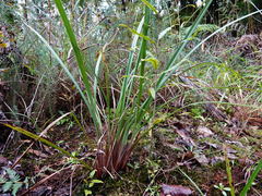 Dianella nigra