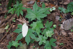 Parasenecio delphiniphyllus