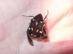 Amithao marginicollis