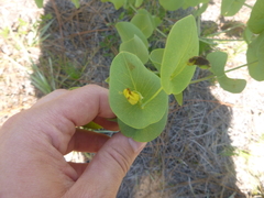 Baptisia perfoliata