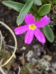 Primula angustifolia