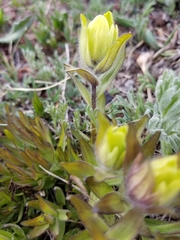 Castilleja occidentalis