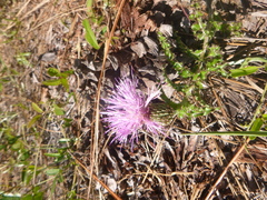 Cirsium repandum