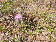 Cirsium repandum