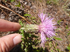 Cirsium repandum