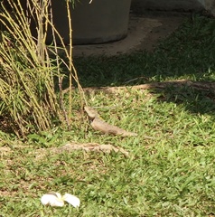 Calotes versicolor