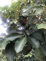 Heptapleurum arboricola