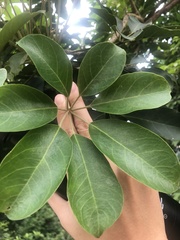 Heptapleurum arboricola