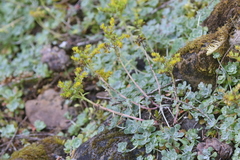 Sedum spathulifolium