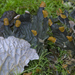 Peltigera membranacea - Photo (c) Richard Droker, μερικά δικαιώματα διατηρούνται (CC BY-NC-ND)
