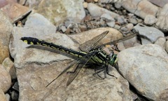 Gomphurus lineatifrons