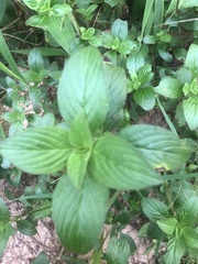 Pentas lanceolata