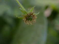 Geum × macneillii