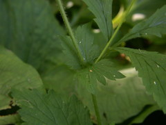 Geum × macneillii