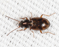 Bembidion castor
