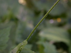 Geum × macneillii