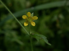 Geum × macneillii