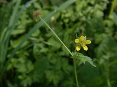 Geum × macneillii