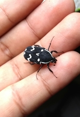 Amithao marginicollis