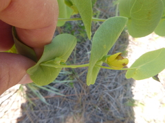 Baptisia perfoliata