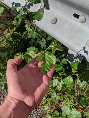 Morus alba