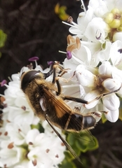 Eristalis pertinax