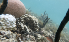 Porites porites