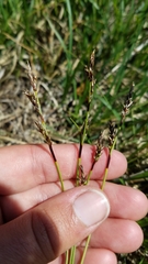 Carex richardsonii