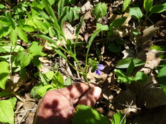 Smilax ecirrhata