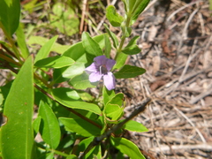 Dyschoriste oblongifolia