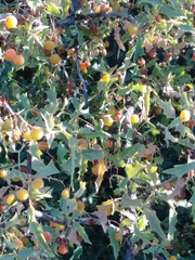Berberis haematocarpa