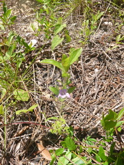 Dyschoriste oblongifolia