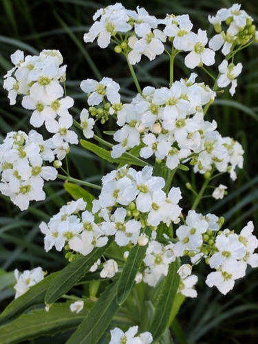 Valgomasis krienas nuotrauka