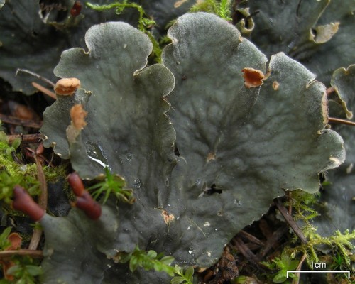 membranous pelt lichen