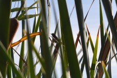 Cistothorus palustris