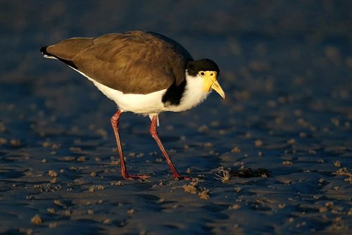 Masked Lapwing, photo 8 of 8