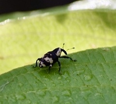 Peridinetus roeselii