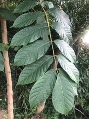 Spathodea campanulata