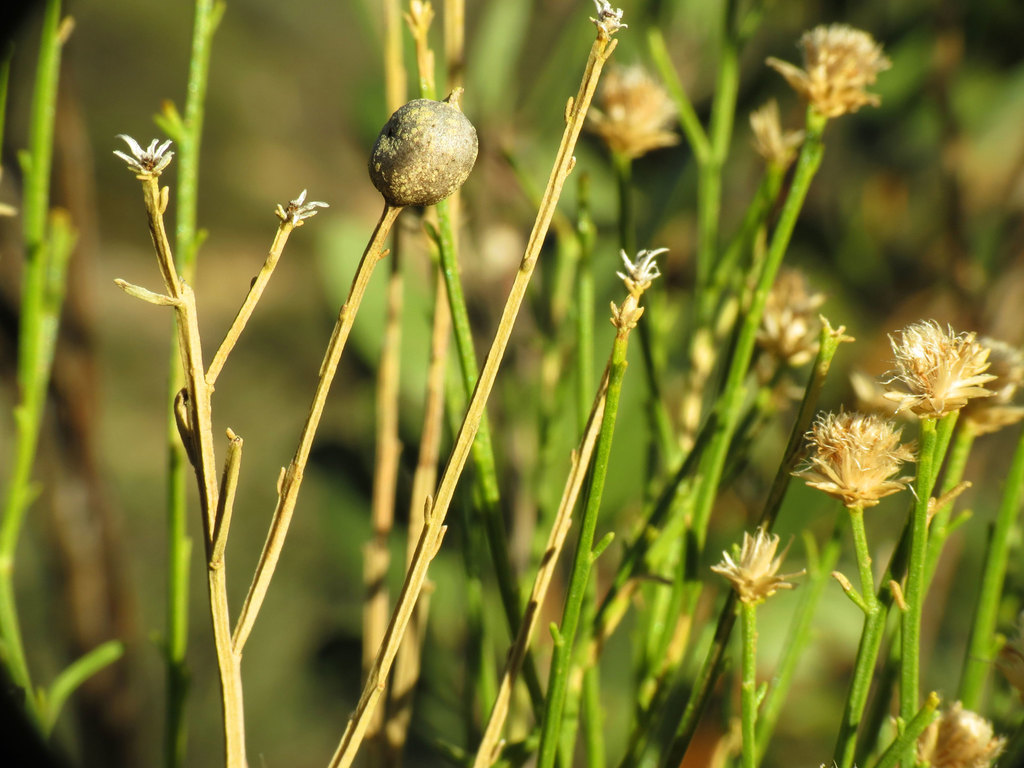 Desert Broom Gallfly
