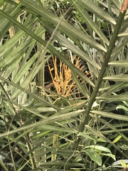 Phoenix loureiroi