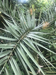 Phoenix loureiroi