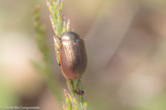 Chrysolina marginata