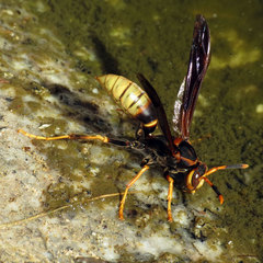 Polistes comanchus